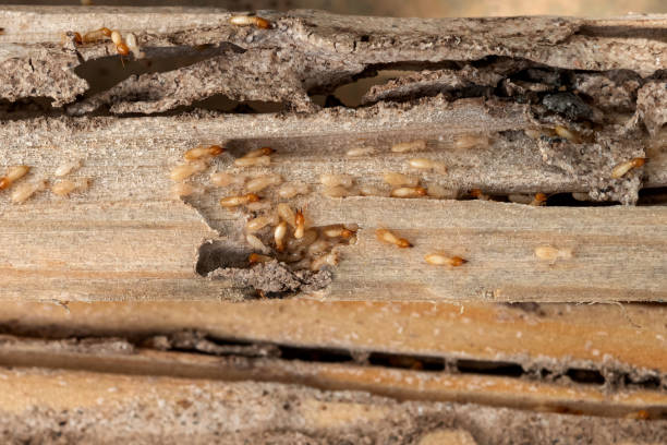 Wildlife Control Services in Gallatin, MO